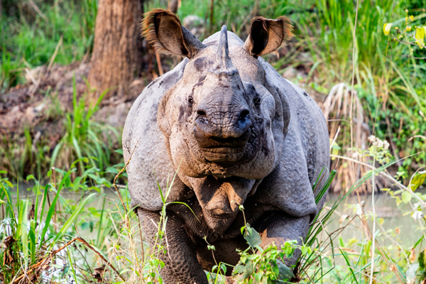 Chitwan Jungle Safari Tour Package From Gorakhpur